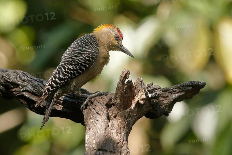 Hoffmann's Woodpecker (Melanerpes hoffmannii) male, Costa Rica