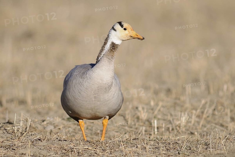 Bar-headed Goose (Anser indicus), Tibet, China