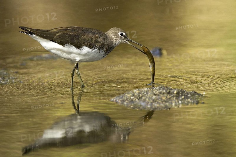 Green Sandpiper (Tringa ochropus), Castile-La Mancha, Spain