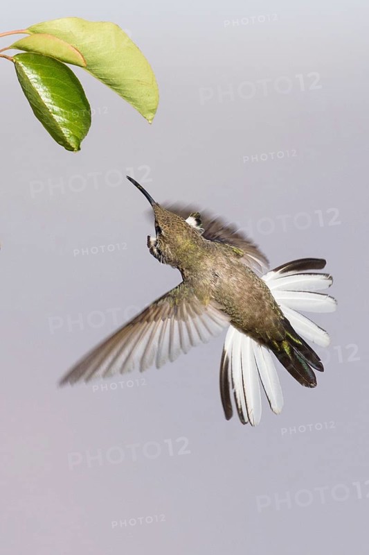 White-sided Hillstar (Oreotrochilus leucopleurus) male, Santiago Metropolitan, Chile