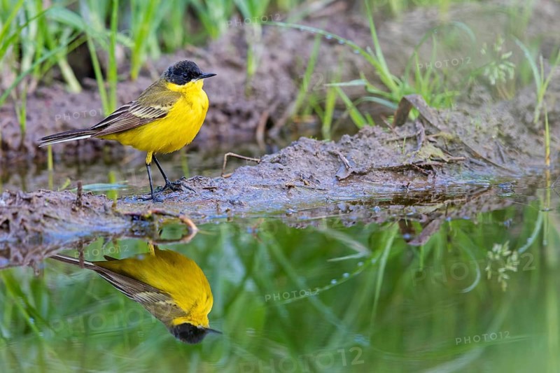 Black-headed Yellow Wagtail, Black-headed Wagtail, Motacilla flava feldegg, Motacilla feldegg, Bergeronnnette à tête noire, Lavandera Boyera Balcánica Lesbos, Greece