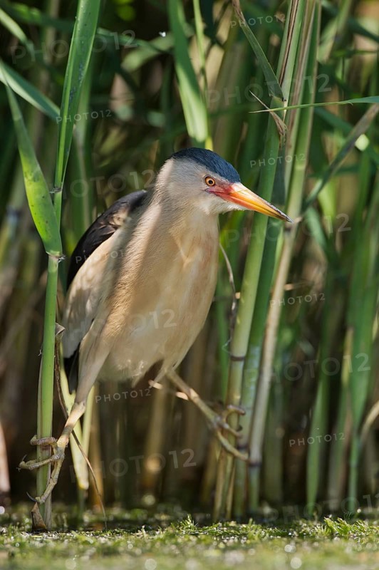 Little Bittern (Ixobrychus minutus) foraging, Bulgaria