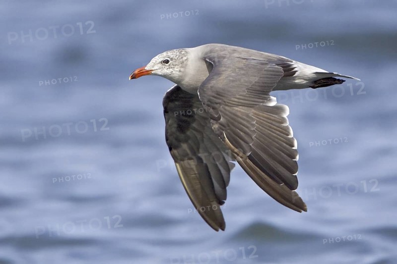 Heermann's Gull (Larus heermanni), Washington, USA
