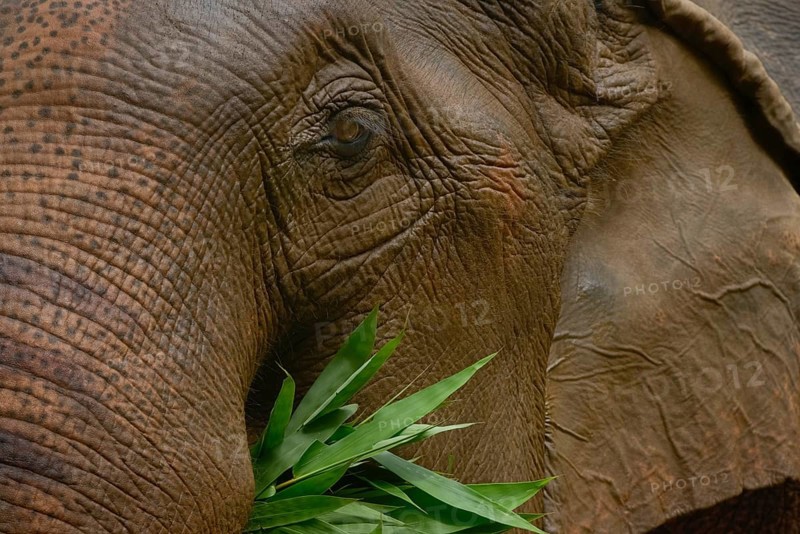 Close-up of an Asian elephant's textured face as it munches on green leaves. Captured in Thailand, the image highlights the elephant's unique features and serene presence