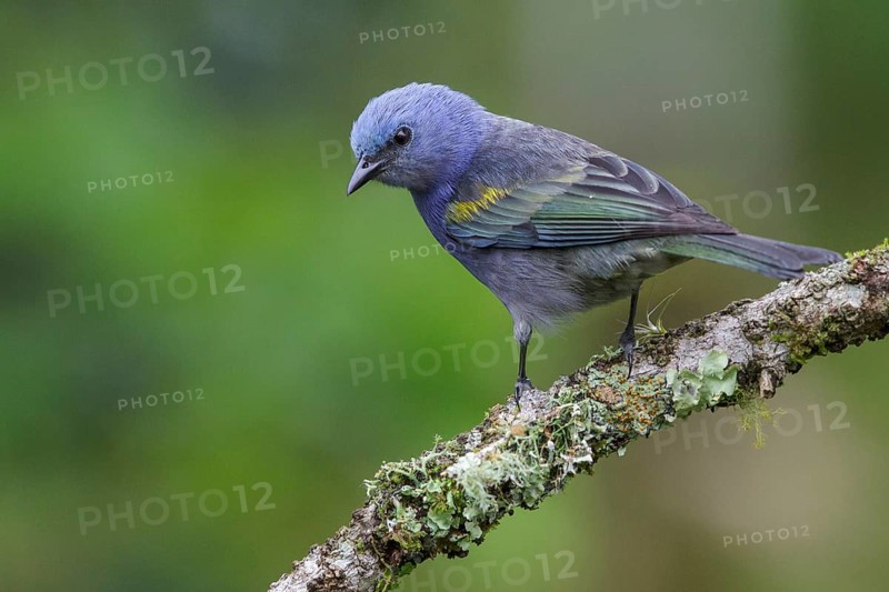 Golden-chevroned Tanager (Thraupis ornata) perched on a branch in the Atlantic rainforest of southeast Brazil