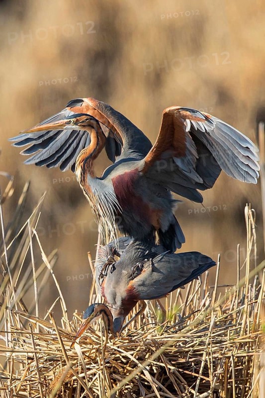 Purple Heron (Ardea purpurea) pair mating, Baden-Wuerttemberg, Germany