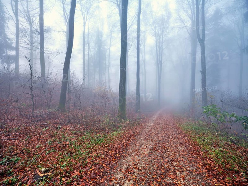 Beech forest (Fagus sylvatica), in autumn in the fog, Canton Aargau, Switzerland