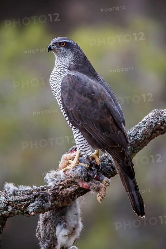 Northern Goshawk (Accipiter gentilis) female with prey, Madrid, Spain