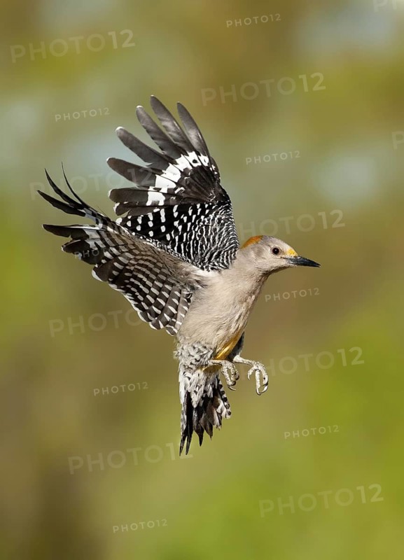 Golden-fronted Woodpecker (Melanerpes aurifrons) flying, Texas, USA