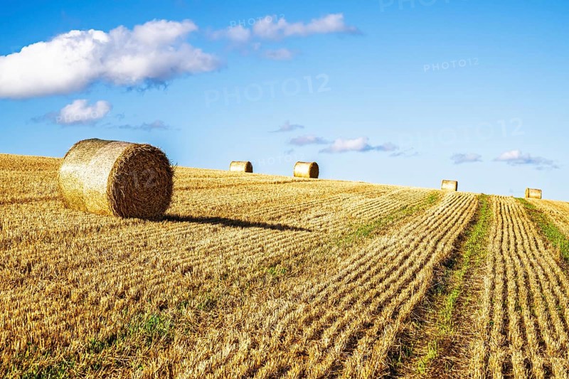 Straw bales in the Scottish fields, Southeast Scotland, UK