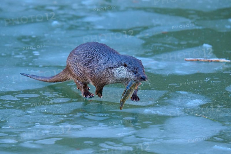 An otter running across the ice and holding a fish in its mouth, winter, otter (Lutra lutra), Hesse, Germany