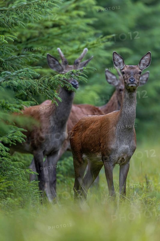A second red deer (Cervus elaphus) joins the red deer on the track, the hide is well chosen, rutting season, September, Denmark