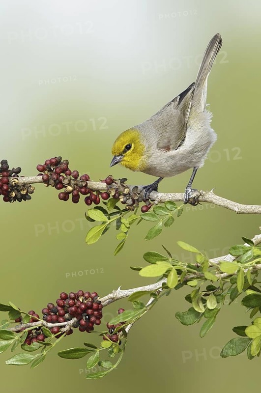 Verdin (Auriparus flaviceps), Texas, USA