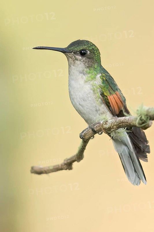 Blue-capped Hummingbird (Eupherusa cyanophrys) perched on a branch in Oaxaca, Mexico