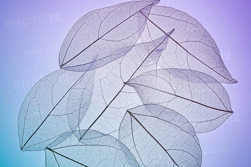 Delicate skeleton textures reveal intricate veins of overlapping leaves, creating a mesmerizing pattern against a subtle gradient background, combining elegance and nature