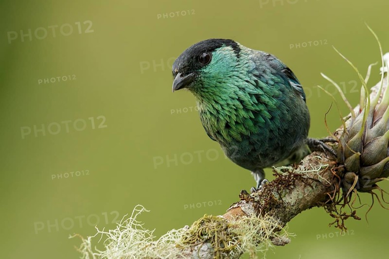 Black-capped Tanager (Tangara heinei) perched on a branch in the mountains of Colombia, South America