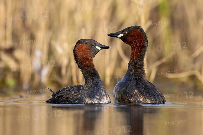 Little Grebe (Tachybaptus ruficollis) pair, North Rhine-Westphalia, Germany