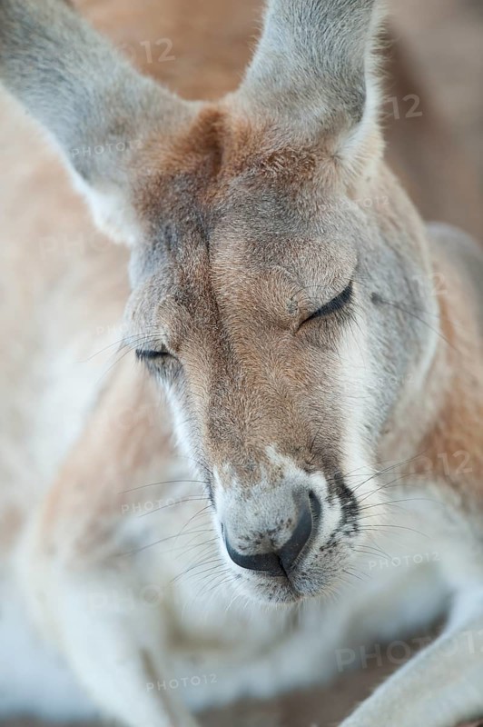 Eastern grey kangaroo (Macropus giganteus) sleeping, Lone Pine Koala Sanctuary, Brisbane, Queensland, Australia
