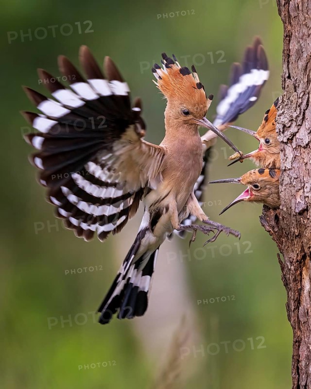 Eurasian Hoopoe (Upupa epops) feeding chicks in breeding cavity, Saxony-Anhalt, Germany