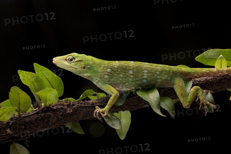 Neotropical Green Anole (Anolis biporcatus), rainforest, Ecuador