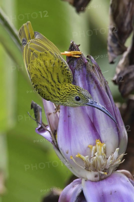 Streaked Spiderhunter (Arachnothera magna), Malaysia