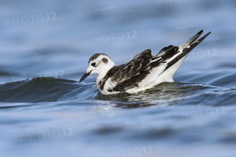 Little Gull (Hydrocoloeus minutus), Eilat, Israel