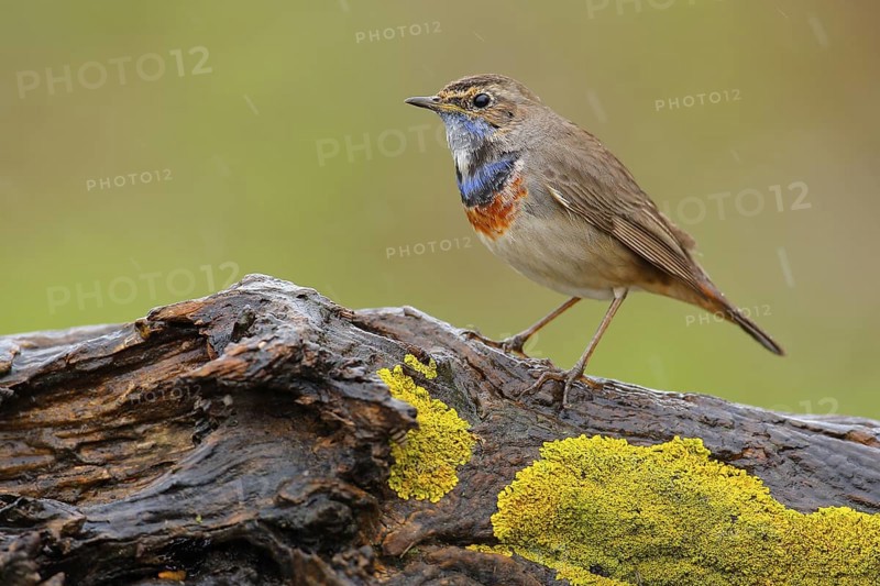 Bluethroat (Luscinia svecica cyanecula) male perched on mossy rock, Andalusia, Spain