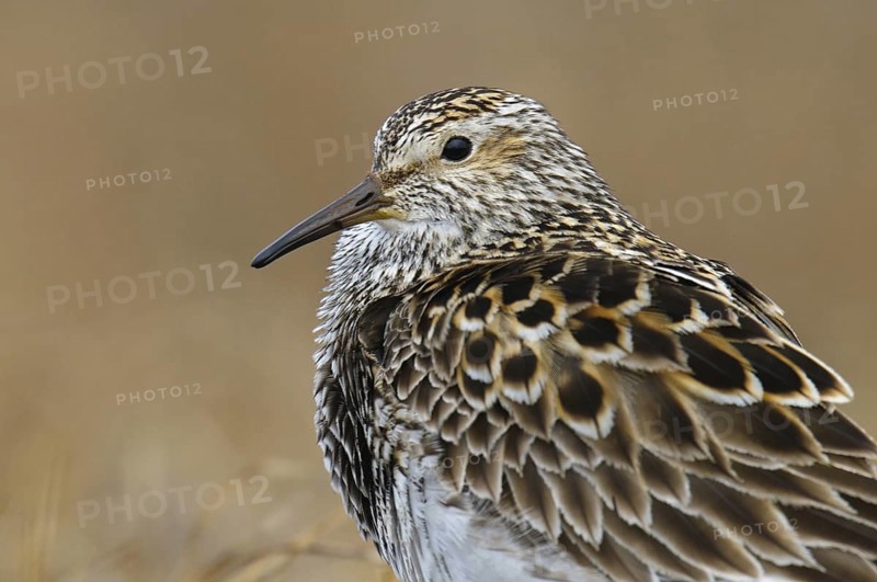 Pectoral Sandpiper (Calidris melanotos), Alaska, USA