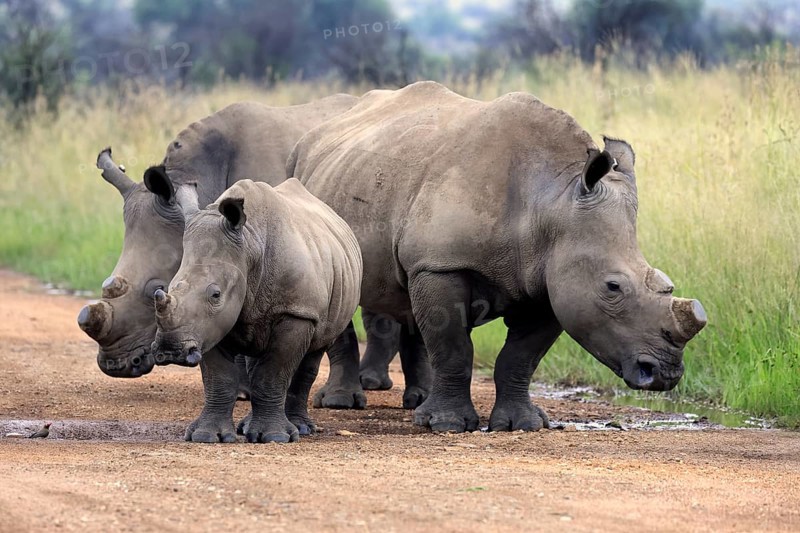 White rhino (Ceratotherium simum), white rhino, adult, juvenile, foraging, group, dehorned, Pilanesberg National Park, North West Province, South Africa, Africa, Germany