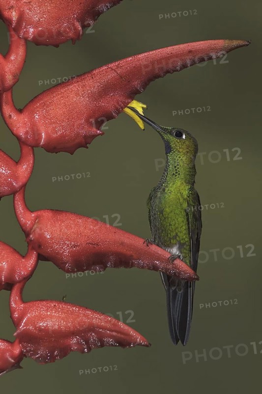 Green-crowned Brilliant (Heliodoxa jacula), Ecuador