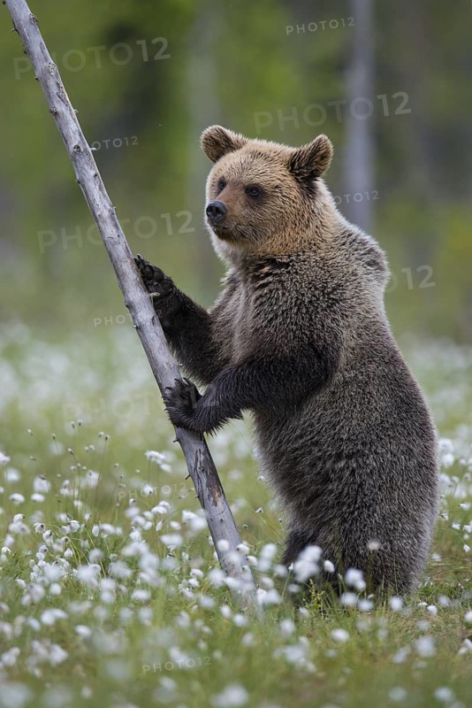 Eurasian Brown Bear (Ursus arctos) standing at tree trunk in white cottongrass, Finland