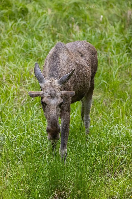 One adult male moose or elk, Alces alces, grazing on a meadow with tall fresh green grass