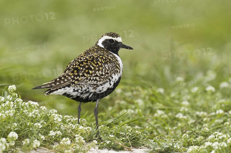Pacific Golden Plover (Pluvialis fulva), Hawaii, USA