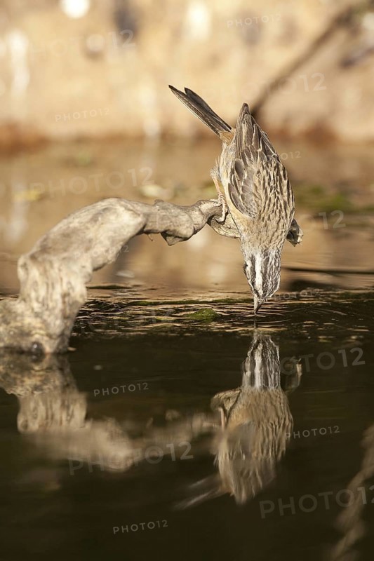 Rock Bunting (Emberiza cia), Castile-La Mancha, Spain