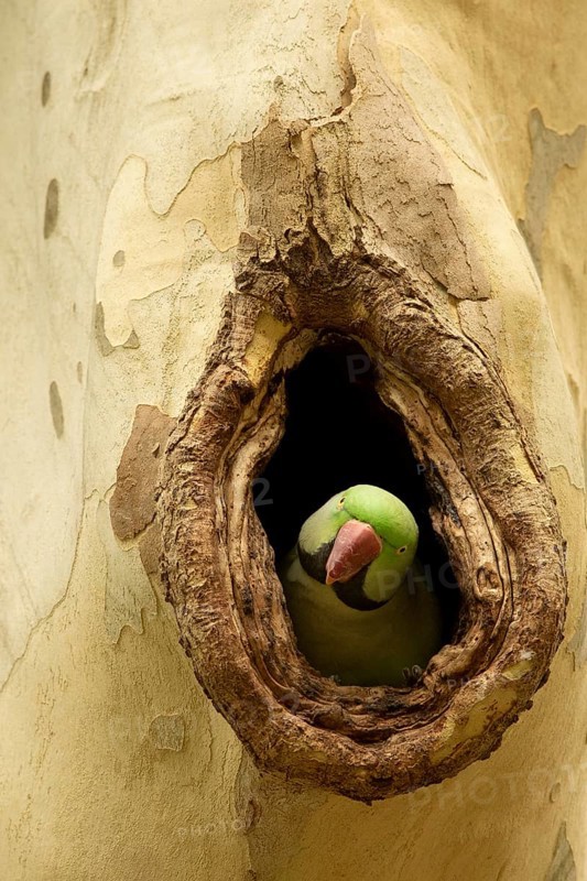 Alexandrine Parakeet (Psittacula eupatria) male peering out from nest hole, Hesse, Germany