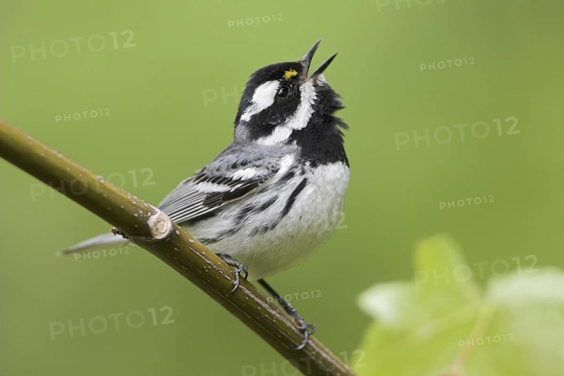 Black-throated Grey Warbler (Setophaga nigrescens) singing, British Columbia, Canada