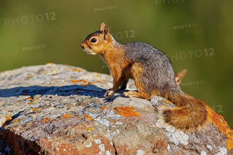 Caucasian squirrel, (Sciurus anomalus), animal, animals, mammal, mammals, biotope, habitat, foraging, rodent, rodents, genus. of squirrels, Lesbos, Greece