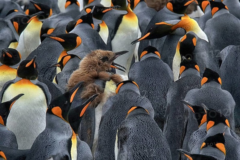 Antarctica, South Georgia, snow, ice, winter, king penguin, penguins, great penguins, (Aptenodytes patagonicus), colony, Salisbury Plain, colony, Salisbury Plain, South Georgia, Antarctica