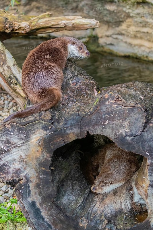 One Eurasian otter (Lutra lutra) resting resting in a hollow log, a second one resting on top