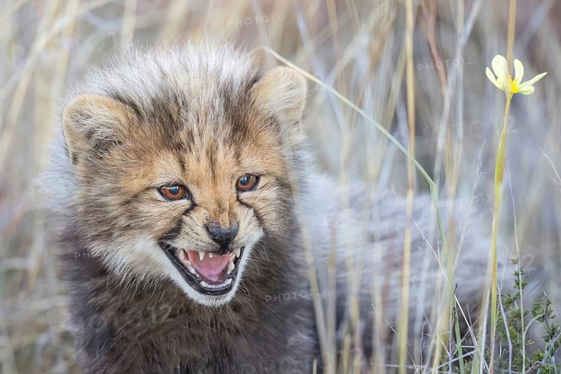 Cheetah (Acinonyx jubatus) hissing cub close-up, Philippolis, South Africa