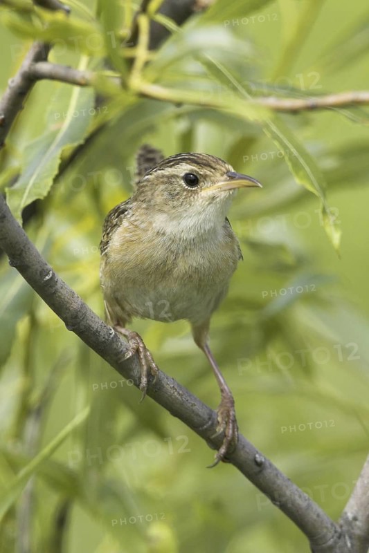 Sedge Wren (Cistothorus platensis), Ontario, Canada
