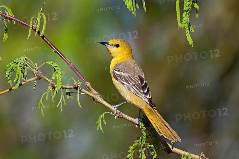 Hooded Oriole Icterus cucullatus Amado, Arizona, United States 16 April Adult Female Icteridae