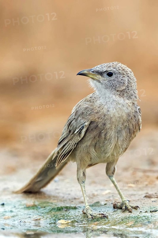 Grey thrush, passerine bird, (Turdoides squamiceps), animals, birds, sparrow, Celias Waterhole, Ezuz, HaDarom, Israel