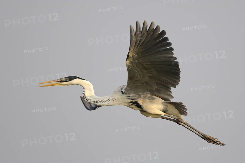 Cocoi Heron (Ardea cocoi), Pantanal, Brazil