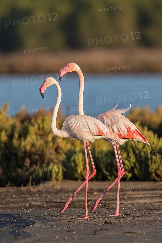 Greater Flamingo (Phoenicopterus roseus), Sardinia, Italy