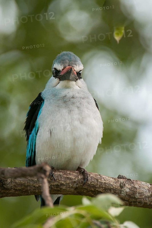 Woodland Kingfisher (Halcyon senegalensis), Mpumalanga, South Africa