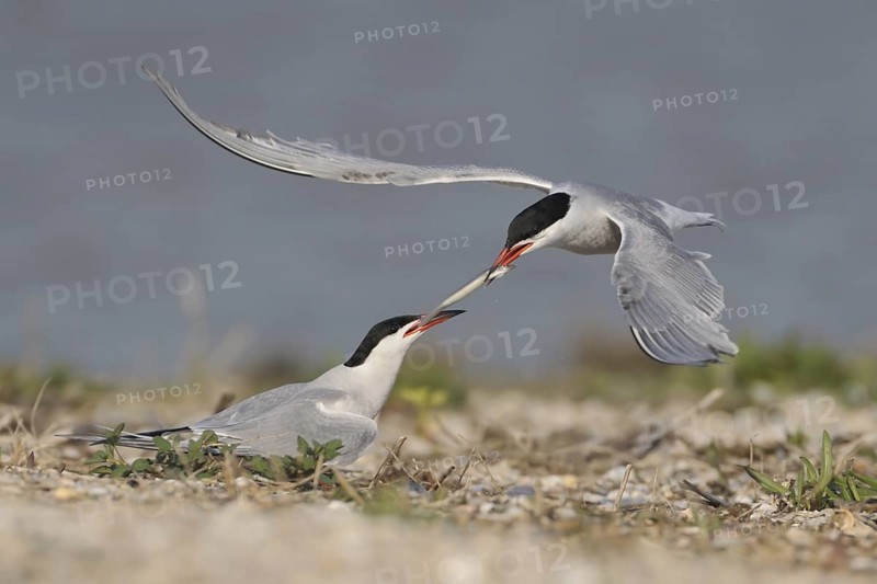 Common Tern (Sterna hirundo), Texel, Netherlands