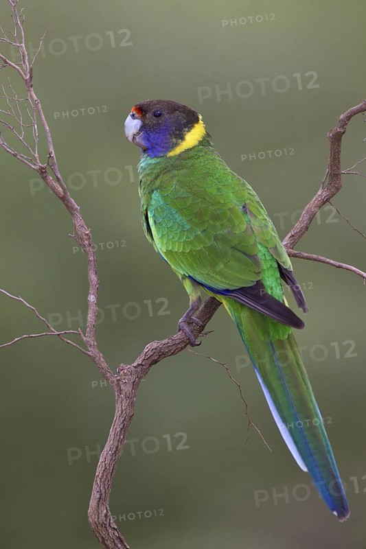 Twenty-eight Parrot (Barnardius zonarius semitorquatus), Western Australia, Australia