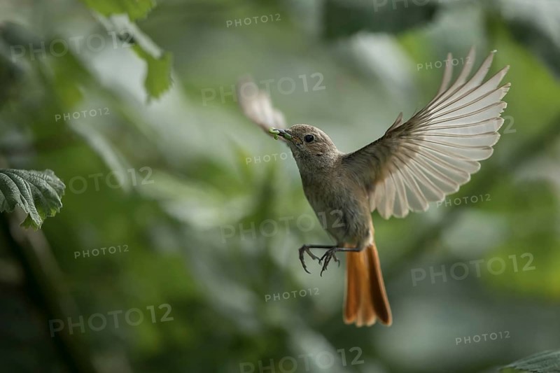 Common Redstart (Phoenicurus phoenicurus) female flying with insect in its beak to feed chicks, Mecklenburg-Western Pomerania, Germany