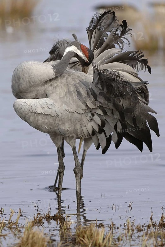 Common Crane (Grus grus), Vaestergoetland, Sweden